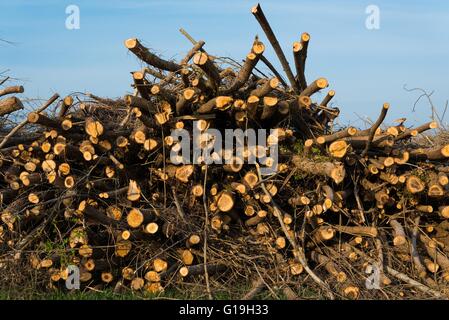 Pila di alberi abbattuti. In legno di pino industria. Taglio di legname e il taglio delle foreste Foto Stock