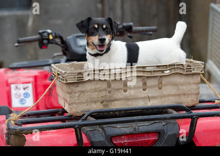 jack russell terrier su una fattoria quad bike Foto Stock