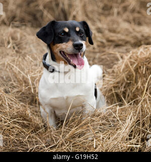 Jack Russell Terrier Foto Stock