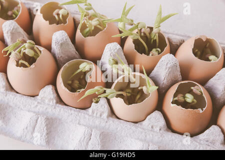 Le piante giovani in gusci, eco-NOZIONE Foto Stock