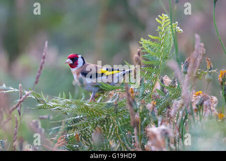 Cardellino europeo (Carduelis carduelis) Foto Stock