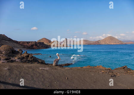 Pellicano bruno sulle rocce in isole Galapagos Foto Stock