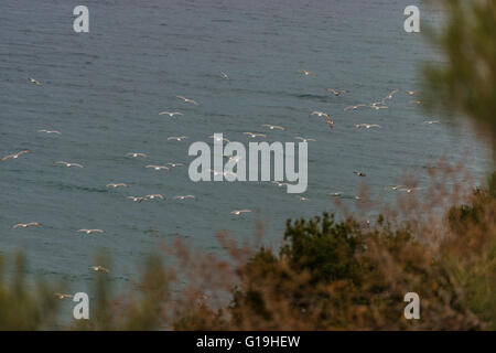 Gregge di seagull sul Mare Egeo a Lesbo Island, Grecia. Foto Stock