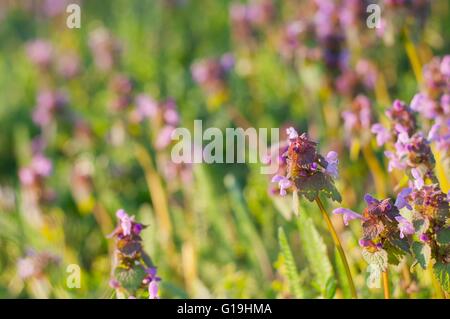 Alcuni morti viola ortica (Lamium purpureum) in Prato Foto Stock