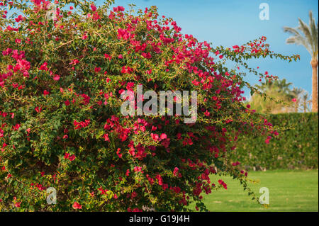 Rami di rosa fiori di bouganvillea Foto Stock