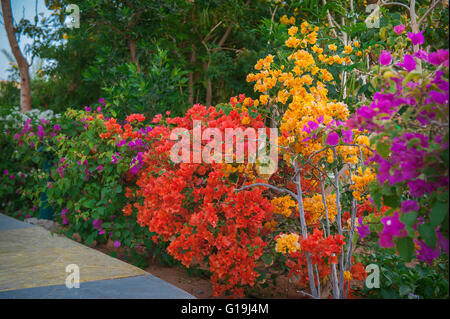 Fiori di bouganville cresce in giardino Foto Stock