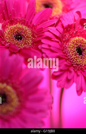 Di un bel colore rosa gerbere pieno fiore - positiva e fiorente Jane Ann Butler JABP Fotografia1453 Foto Stock