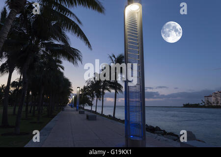 Palme LUNGOMARE SOUTH POINTE PARK MIAMI BEACH FLORIDA USA Foto Stock