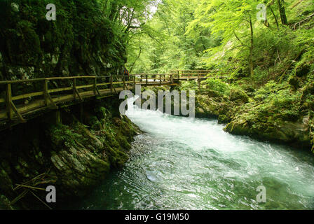 Gola gola, o Bled Gorge è un 1.6-chilometro gorge nel nordovest della Slovenia nei comuni di Gorje e Bled, quattro kil Foto Stock