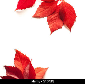 Autunno Foglia di acero isolato su sfondo bianco Foto Stock