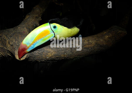 Toucan seduto su fronda Foto Stock