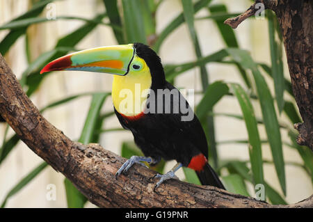 Toucan seduto su fronda Foto Stock