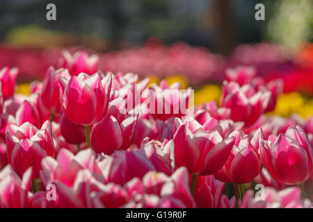 Red tulip campo vicino fino Foto Stock