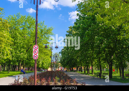City Park primavera - alberi in fiore, erba verde Foto Stock