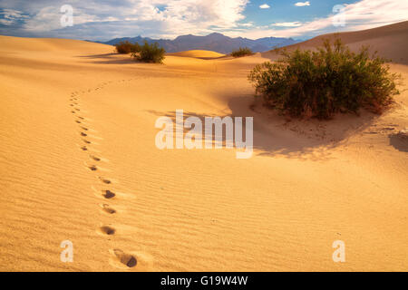 Impronte sulla sabbia nel deserto Foto Stock