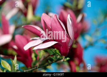 Rosa fiori di magnolia Foto Stock