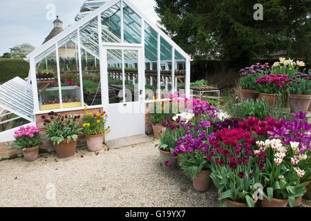 Serra e tulipani in primavera a Rousham Casa e giardino. Oxfordshire, Inghilterra Foto Stock