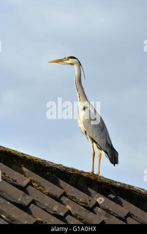 Airone cenerino - Ardea cinerea Foto Stock