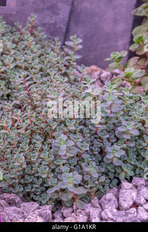 SEDUM CAUTICOLA LIDAKENSE Foto Stock