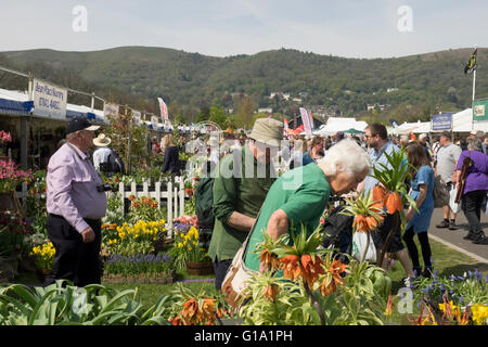 RHS Malvern Spring Visualizza la folla godendo egli shopping Foto Stock