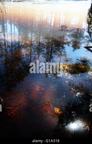 Palude di Viru Foto Stock