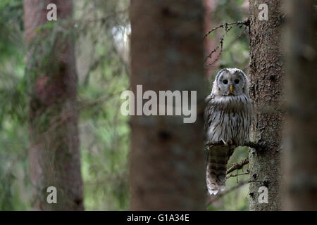 Allocco degli Urali nella foresta boreale Foto Stock