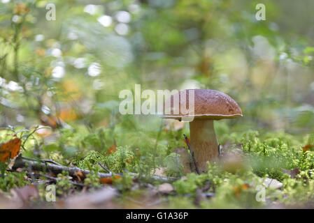 Cep crescente nella foresta Foto Stock