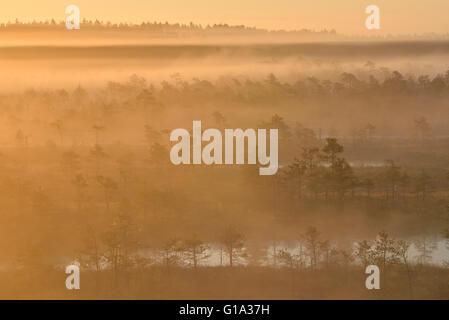 Misty wetland nella luce dorata di sunrise Foto Stock