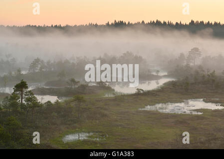 Zona umida di nebbia al mattino Foto Stock