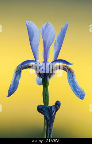 Il fiore di Iris nella luce della sera Foto Stock