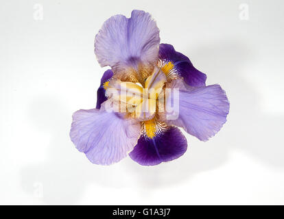 Iris 'Quaresima un Williamson" (Iridaceae) in un taglio vaso di vetro contro uno sfondo bianco Foto Stock