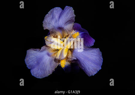 Iris 'Quaresima un Williamson" (Iridaceae) in un taglio vaso di vetro contro uno sfondo nero Foto Stock
