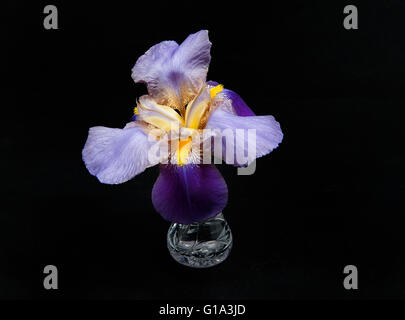 Iris 'Quaresima un Williamson" (Iridaceae) in un taglio vaso di vetro contro uno sfondo nero Foto Stock