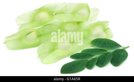 Medicinali foglie di moringa con semi su sfondo bianco Foto Stock