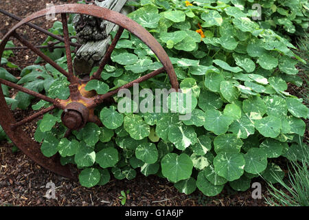 Nasturtium piante che crescono sul terreno, noto anche come Tropaeolum majus Foto Stock