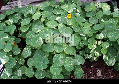 Nasturtium piante che crescono sul terreno, noto anche come Tropaeolum majus Foto Stock