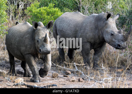 Madre di rinoceronte bianco con vitello, KwaZulu Natal, Sud Africa. Foto Stock