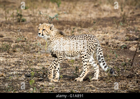 Cheetah cub avvistamento su safari in Phinda Private Game Reserve KwaZulu Natal, Sud Africa Foto Stock