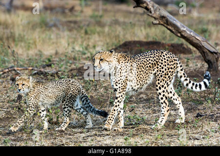 Cheetah madre e cub avvistamento su safari in Phinda Private Game Reserve KwaZulu Natal, Sud Africa Foto Stock