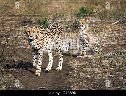 Cheetah madre e cub visto su safari in Phinda Private Game Reserve KwaZulu Natal, Sud Africa Foto Stock
