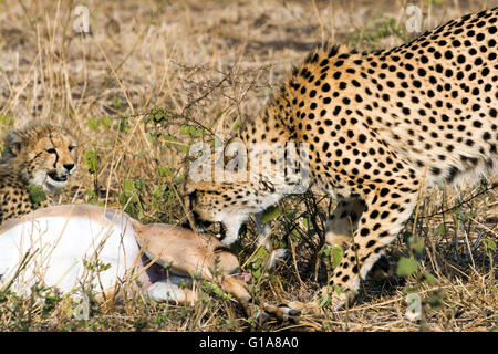 Cheetah madre e cub con un fresco e uccidere il puntamento su safari in Phinda Private Game Reserve KwaZulu Natal, Sud Africa Foto Stock