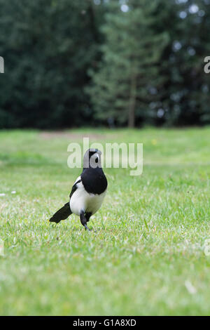 Pica pica. Gazza camminando su un prato in un giardino inglese Foto Stock