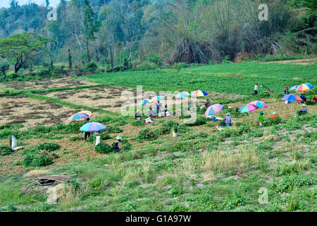 Lavoratore di arachidi di raccolta in un campo vicino a Chiang Mai, Thailandia Foto Stock