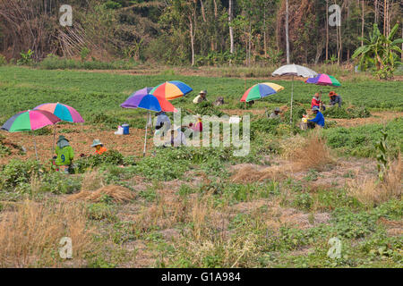 Lavoratore di arachidi di raccolta in un campo vicino a Chiang Mai, Thailandia Foto Stock