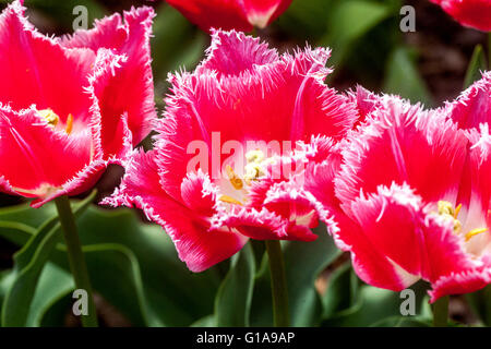 Tulipani con frange Tulipa 'Sesta', tre tulipani rossi fiore letto giardino ravvicinato tulipani giardino Foto Stock