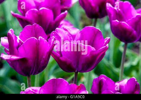 Giardino fiorito di tulipani, Tulipano Triumph Tulipa "pioggia viola" Foto Stock