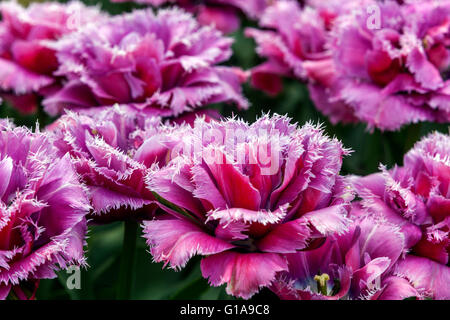 Giardino di tulipani frangiati, Tulipa 'Matchpoint' di colore rosa porpora con fiori di tulipano frangiati Foto Stock