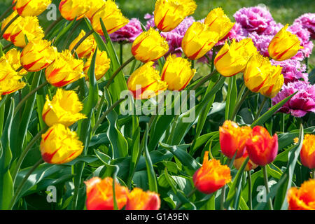 Fiori primavera giardino tulipani fiorire in colorati letti di fiori Foto Stock