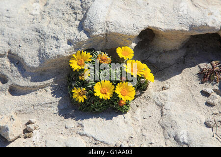 Giallo mare Aster piante in fiore, Asteriscus maritimus, Parco Naturale Cabo de Gata, Almeria, Spagna Foto Stock