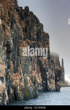 Uccelli marini colonia di allevamento in basalto cliff Alkefjellet, Lomfjordhalvøya in Ny-Friesland a Spitsbergen / Svalbard Foto Stock